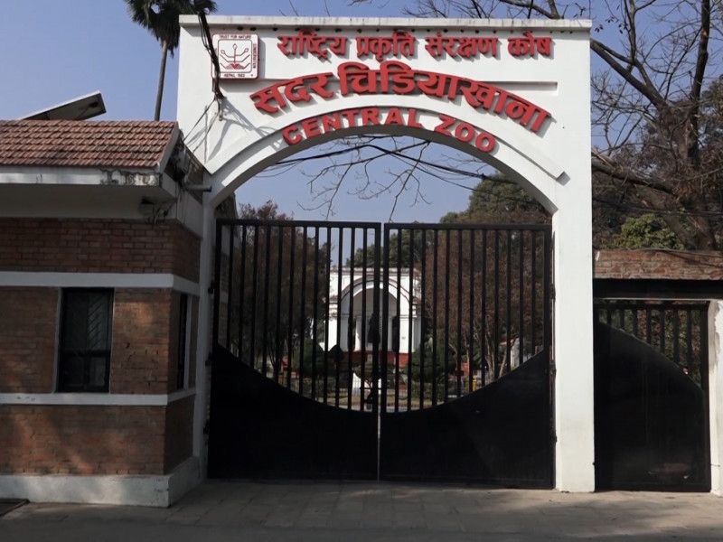 चिडियाखानामा पर्यटक घटेपछि जनावरहरूको आहारा जुटाउन धौ-धौ